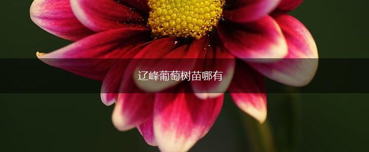 辽峰葡萄树苗哪有,第1张