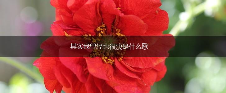 其实我曾经也很瘦是什么歌,第1张