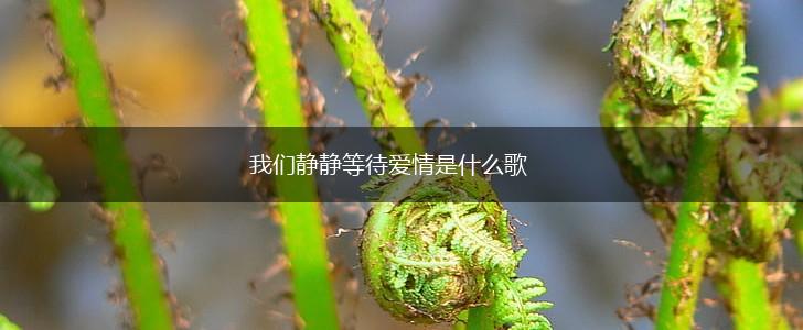 我们静静等待爱情是什么歌,第1张
