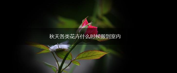 秋天各类花卉什么时候搬到室内,第1张