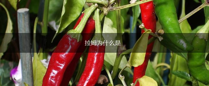 拉姆为什么是,第1张