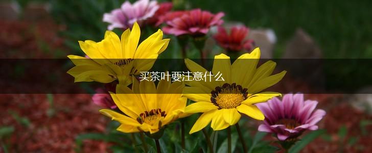 买茶叶要注意什么,第1张