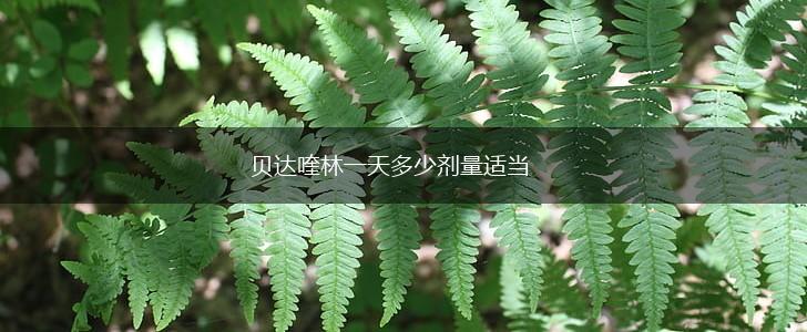 贝达喹林一天多少剂量适当,第1张