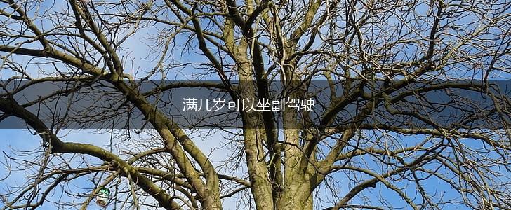 满几岁可以坐副驾驶,第1张