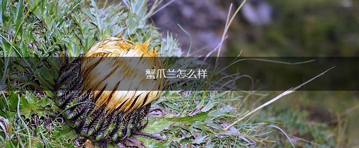 蟹爪兰怎么样,第1张