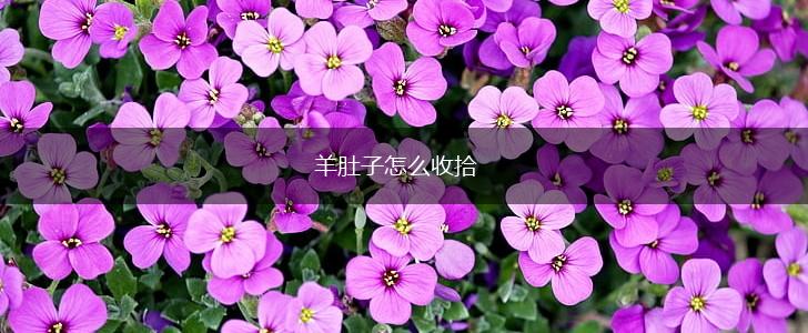 羊肚子怎么收拾,第1张