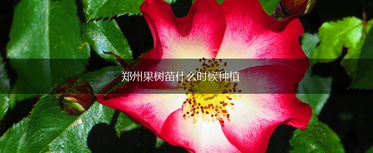 郑州果树苗什么时候种植,第1张