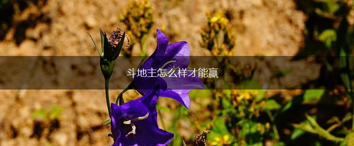 斗地主怎么样才能赢,第1张