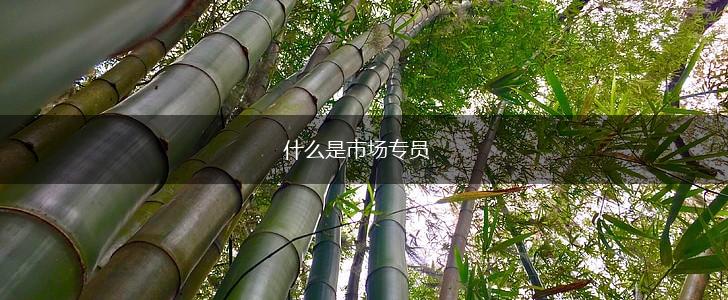 什么是市场专员,第1张