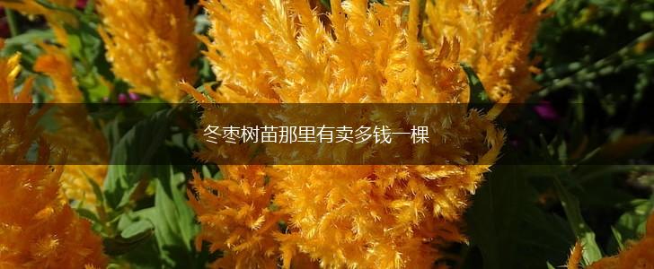 冬枣树苗那里有卖多钱一棵,第1张