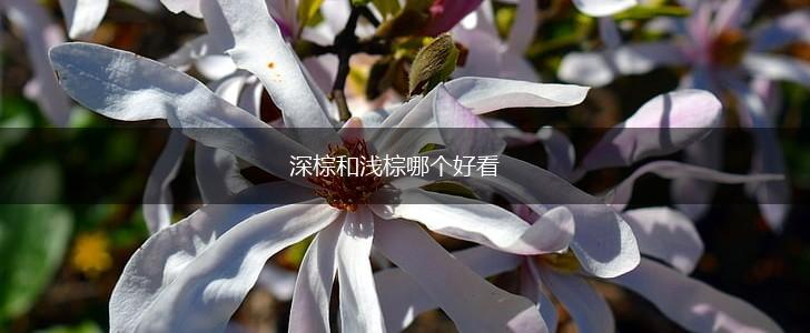 深棕和浅棕哪个好看,第1张