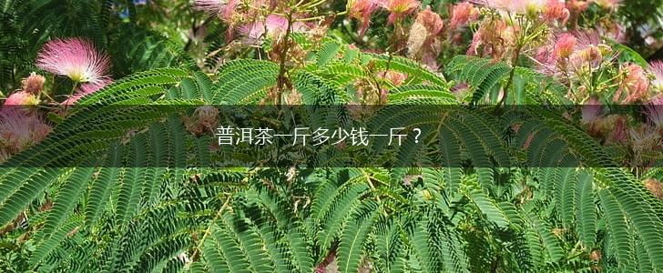 普洱茶一斤多少钱一斤？,第1张