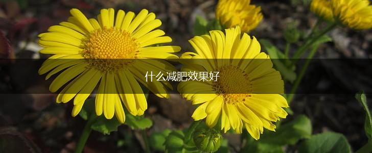 什么减肥效果好,第1张