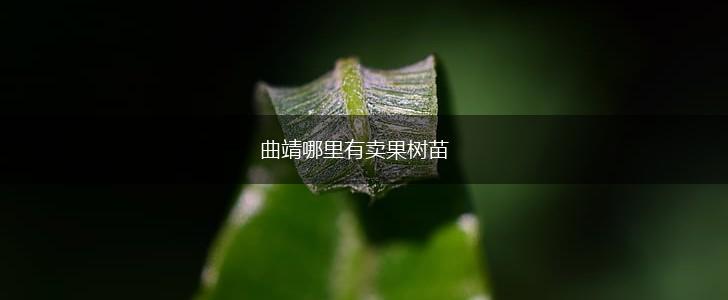曲靖哪里有卖果树苗,第1张