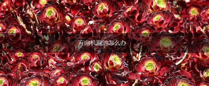 方向机漏油怎么办,第1张