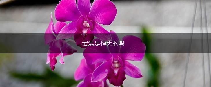 武磊是恒大的吗,第1张