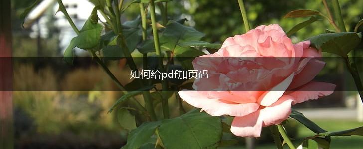 如何给pdf加页码,第1张