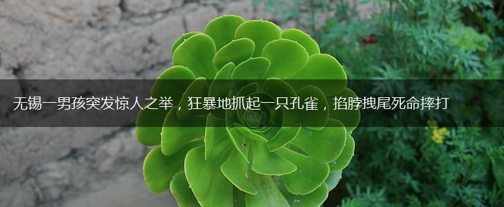 无锡一男孩突发惊人之举，狂暴地抓起一只孔雀，掐脖拽尾死命摔打,第1张