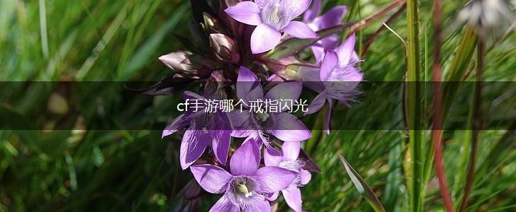 cf手游哪个戒指闪光,第1张