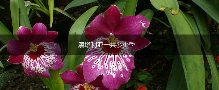 黑塔利亚一共多少季,第1张