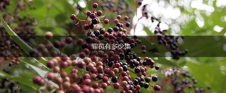 罪罚有多少集,第1张
