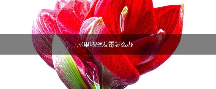 屋里墙壁发霉怎么办,第1张