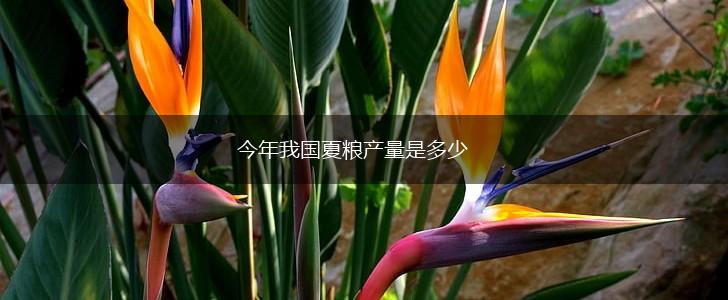 今年我国夏粮产量是多少,第1张