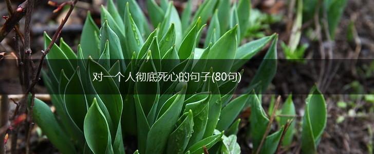对一个人彻底死心的句子(80句),第1张
