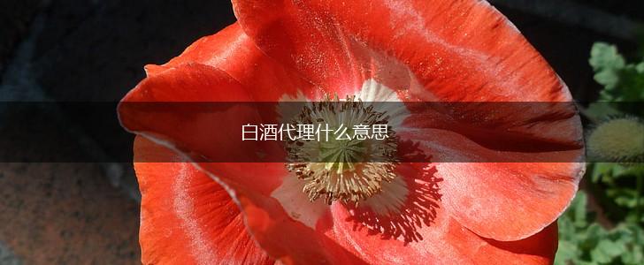 白酒代理什么意思,第1张