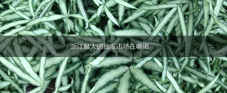 浙江最大的批发市场在哪里,第1张