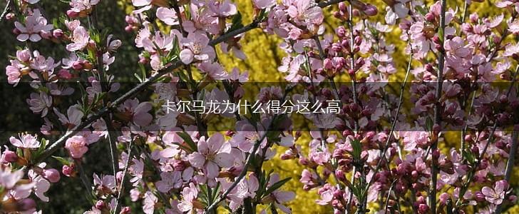卡尔马龙为什么得分这么高,第1张