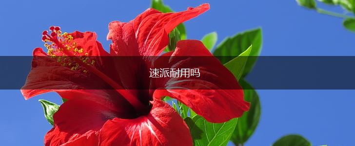 速派耐用吗,第1张