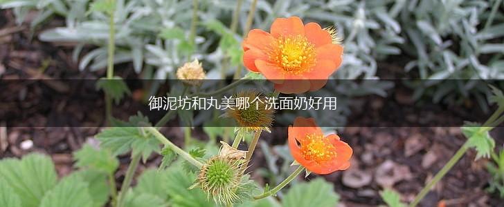 御泥坊和丸美哪个洗面奶好用,第1张