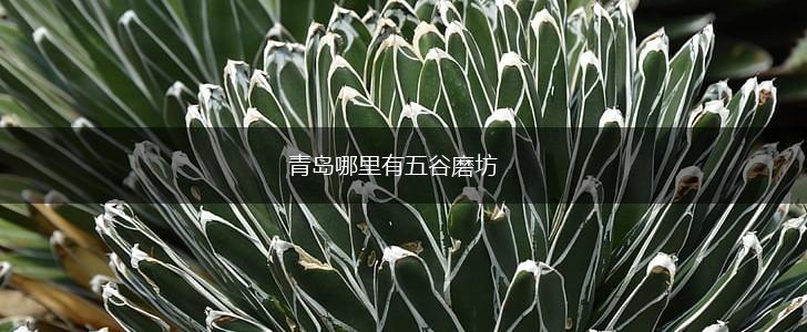 青岛哪里有五谷磨坊,第1张