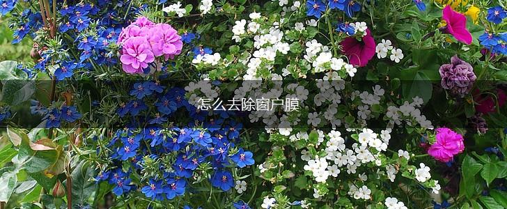 怎么去除窗户膜,第1张