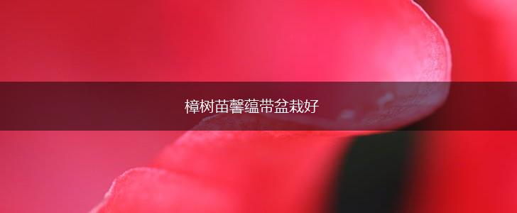 樟树苗馨蕴带盆栽好,第1张