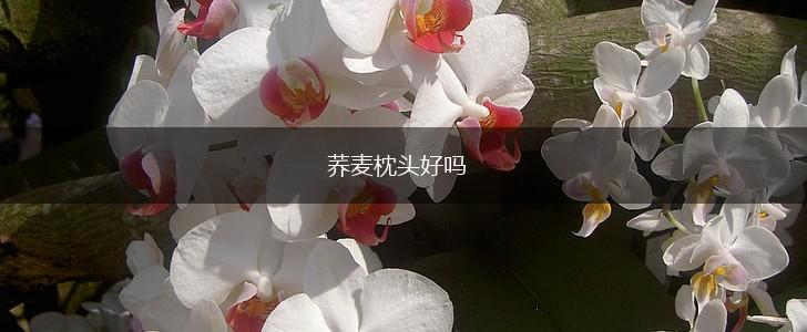 荞麦枕头好吗,第1张