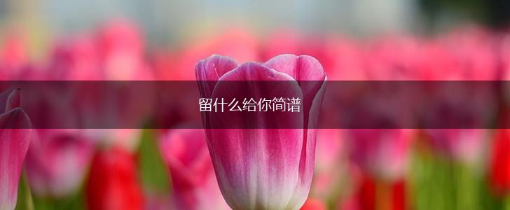 留什么给你简谱,第1张