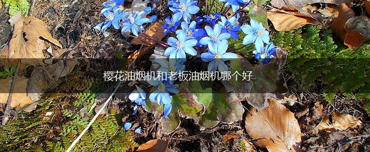 樱花油烟机和老板油烟机哪个好,第1张