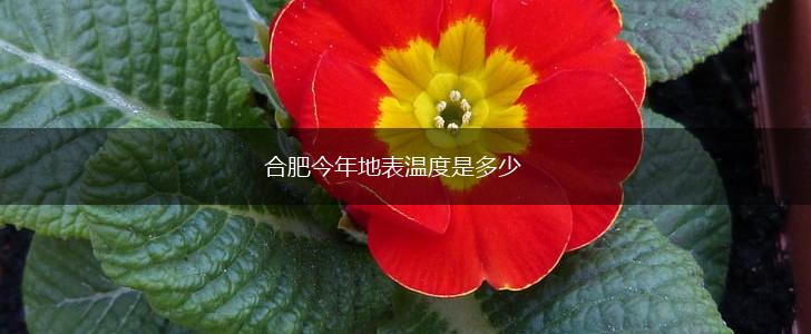 合肥今年地表温度是多少,第1张