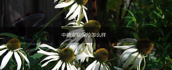 中德安联保险怎么样,第1张