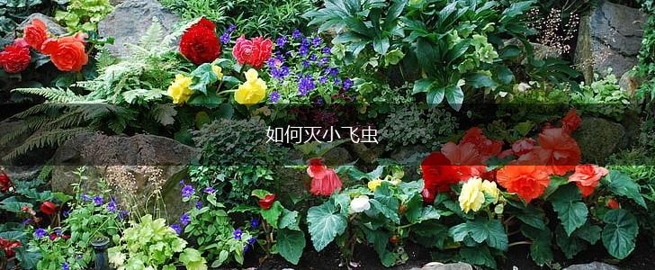 如何灭小飞虫,第1张