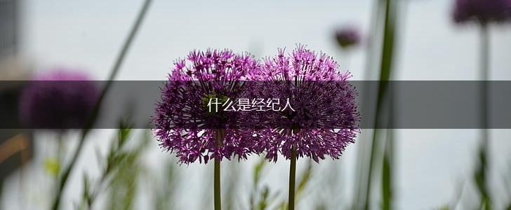 什么是经纪人,第1张