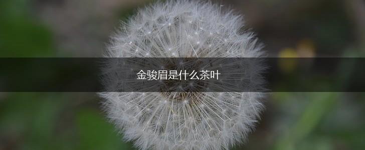 金骏眉是什么茶叶,第1张