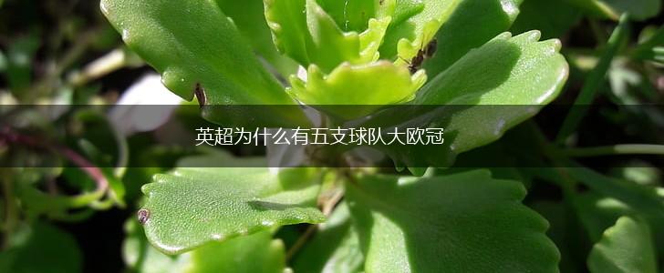英超为什么有五支球队大欧冠,第1张