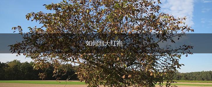 如何泡大红袍,第1张