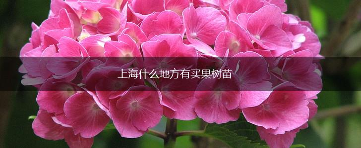 上海什么地方有买果树苗,第1张