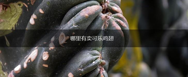 哪里有卖可乐鸡翅,第1张