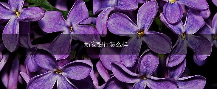 新安银行怎么样,第1张