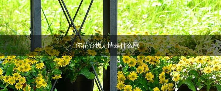 你花心我无情是什么歌,第1张